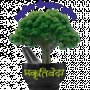 ayurvedatreatments01