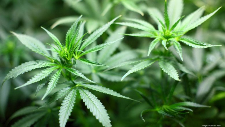 Have You Ever Tried to Be High With Cannabis?