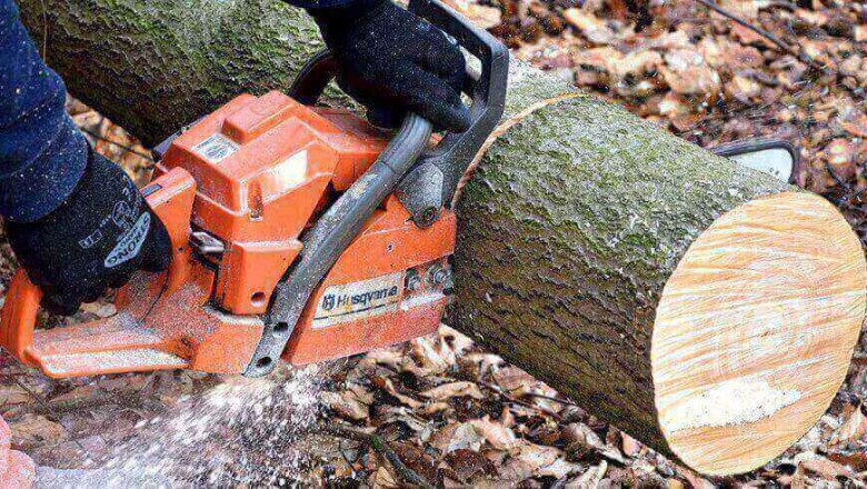 Expert Tree Cutting Service to Enhance Your Property Aesthetic Appeal