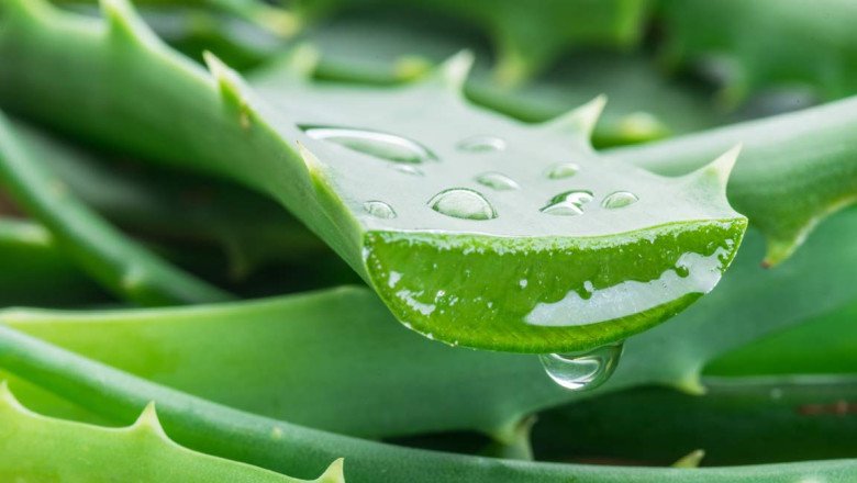 5 Reasons Why Aloe Vera is Great for Hair