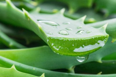 5 Reasons Why Aloe Vera is Great for Hair