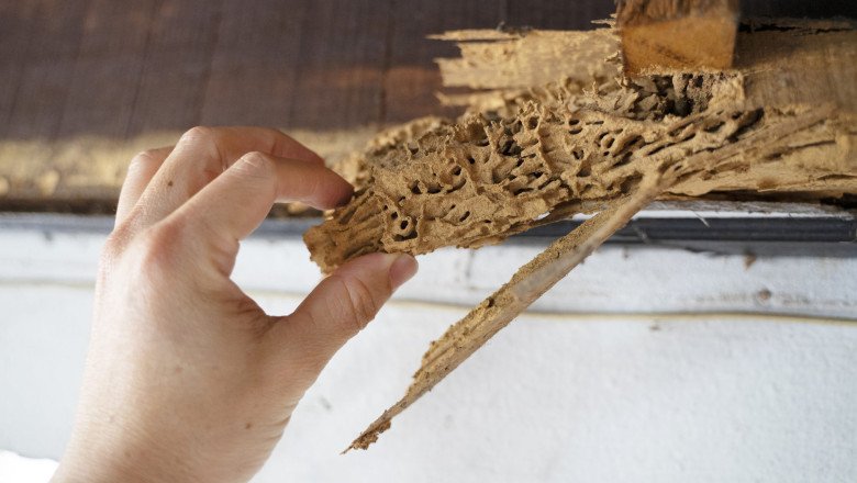 Do I Need Full Home Termite Treatment?