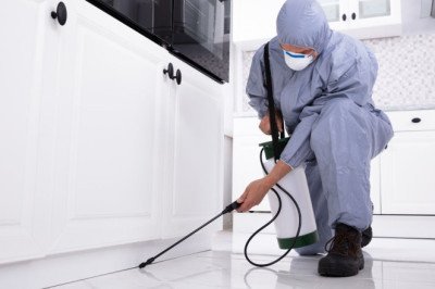 6 Reasons Why You Need to Invest in a Pest Inspection Today!