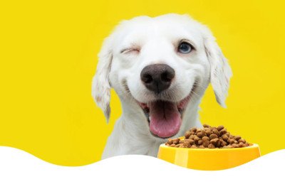 Feed Your Furry Friend with the Best Pet Food and Supplements Online