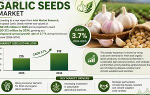 Garlic Seeds market was valued at USD 215 million in 2025 and is projected to reach USD 312 million by 2034