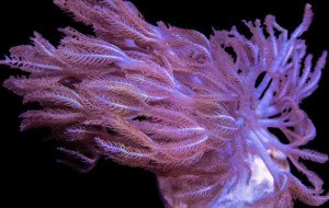 The Ultimate Guide To Buying Healthy Marine Life And Rare Ultra LPS