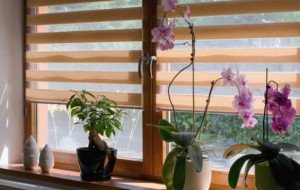 Why Choose Made-to-Measure Window Shutters for Your Home?