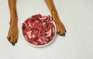 Is Raw Dog Food Jupiter Residents Swear By Actually Safe?